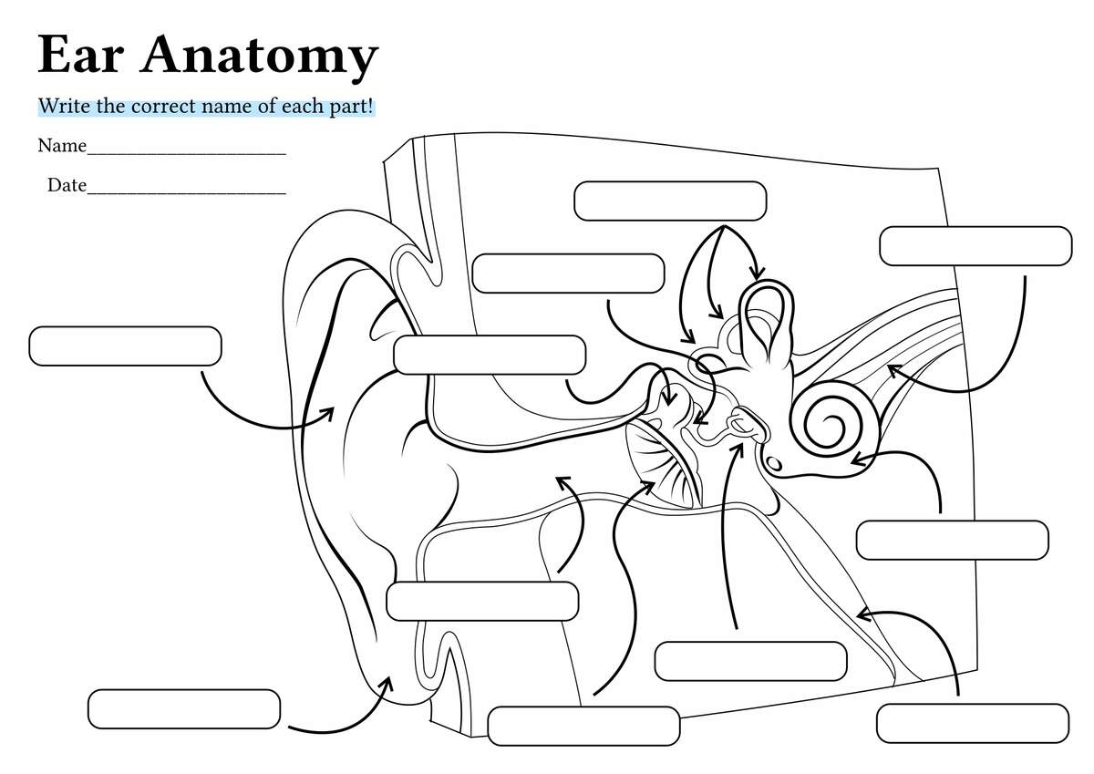 12 Anatomy Human Ear Diagram Worksheet Free PDF At Worksheeto 12 Anatomy Human Ear Diagram Worksheet Free PDF At Worksheeto