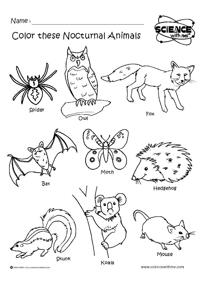 7 Nocturnal Animals Ideas Nocturnal Animals Animals Creatures Of The Night
