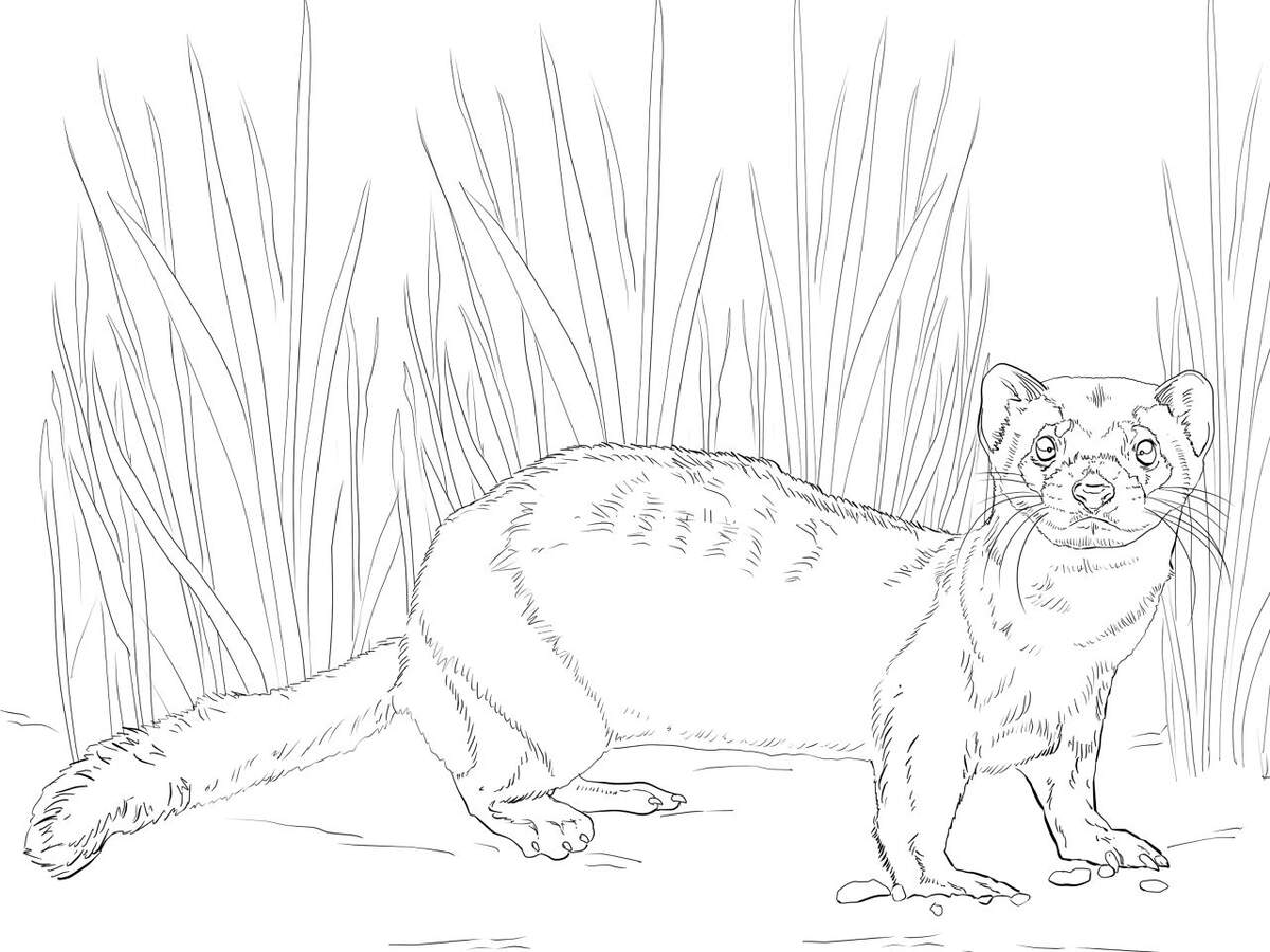 American Polecat Or Black Footed Ferret Coloring Page Free Printable American Polecat Or Black Footed Ferret Coloring Page Free Printable