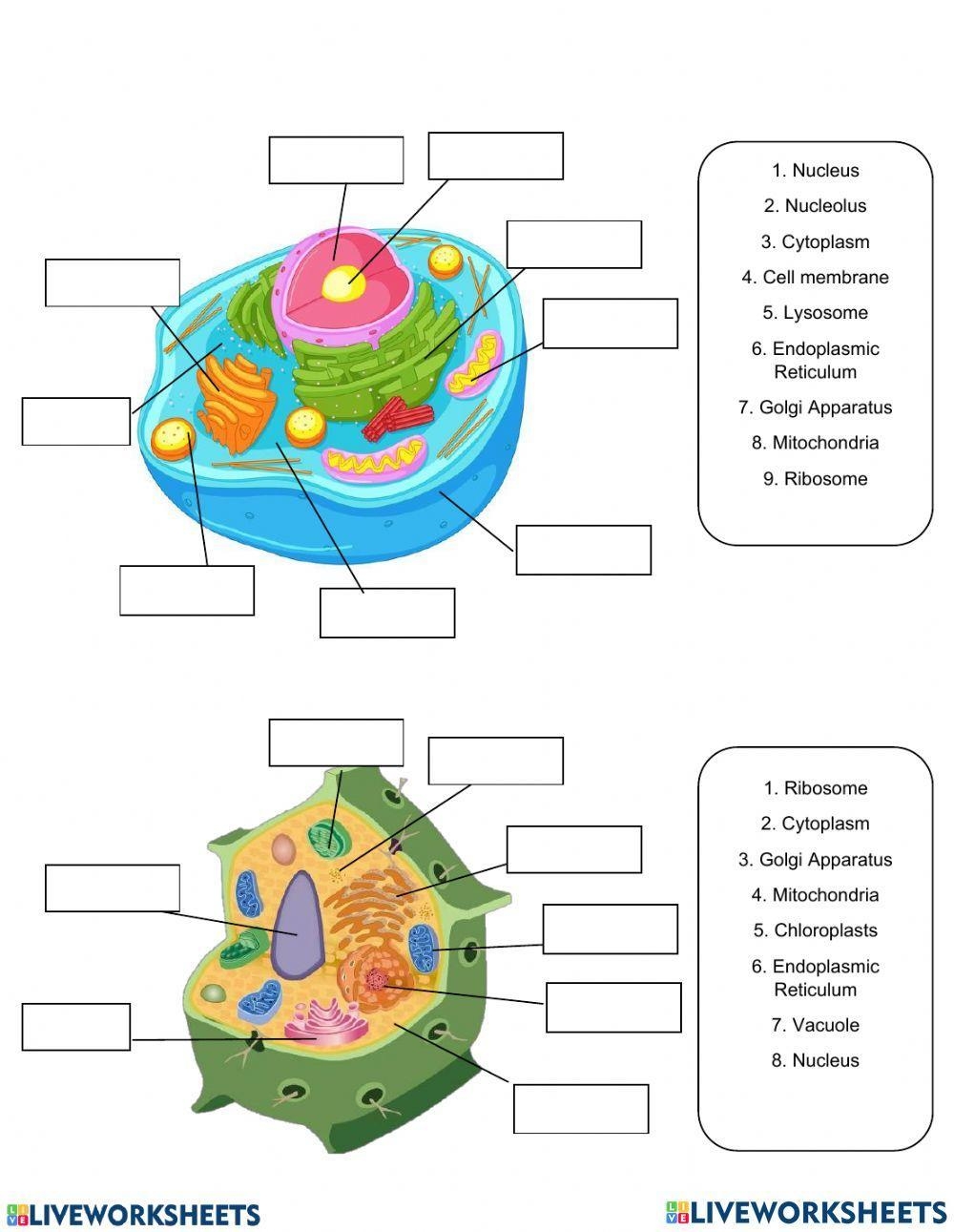 Animal And Plant Cells Worksheet WordMint