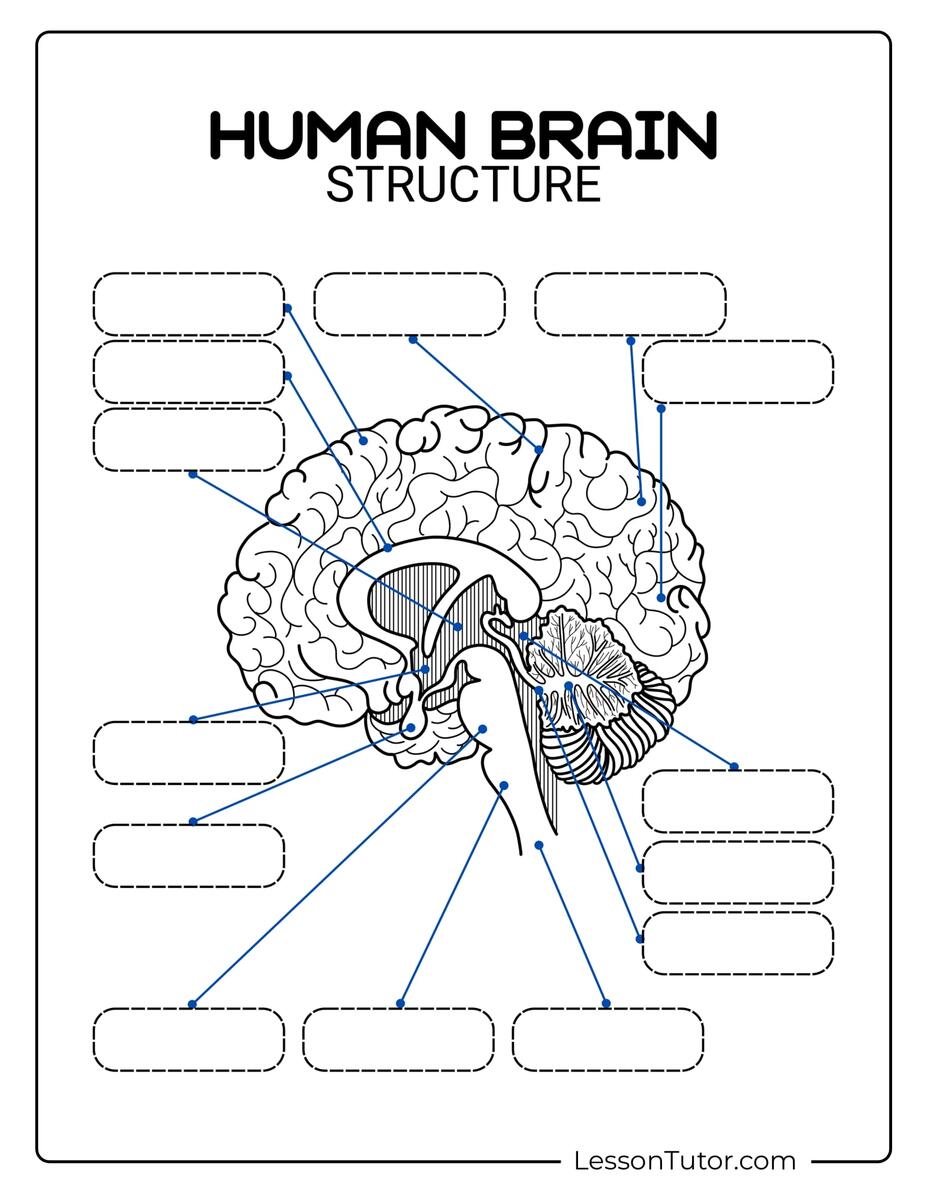 Brain Labeling Worksheets Lesson Tutor Brain Labeling Worksheets Lesson Tutor