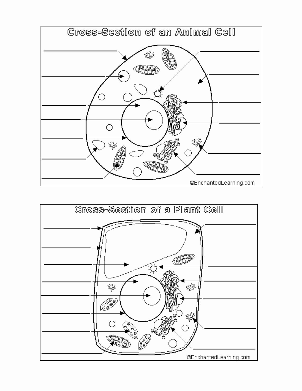 Discover 18 Plant And Animal Cells And Animal Cell Ideas Plant And Animal Cells Science Cells Cells Worksheet And More