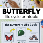 Free Butterfly Life Cycle Printable Fun A Day