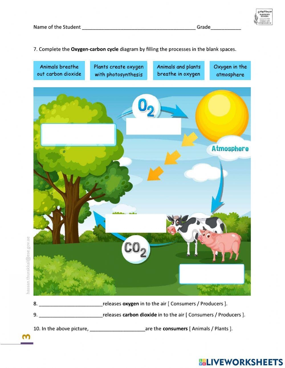 Printable 8th Grade The Carbon Cycle Worksheets Download