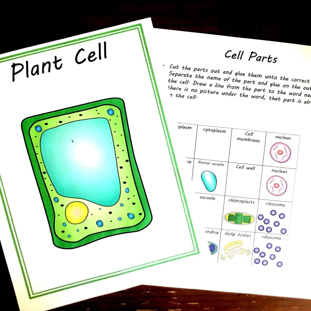 FREE Plant And Animal Cell Printables