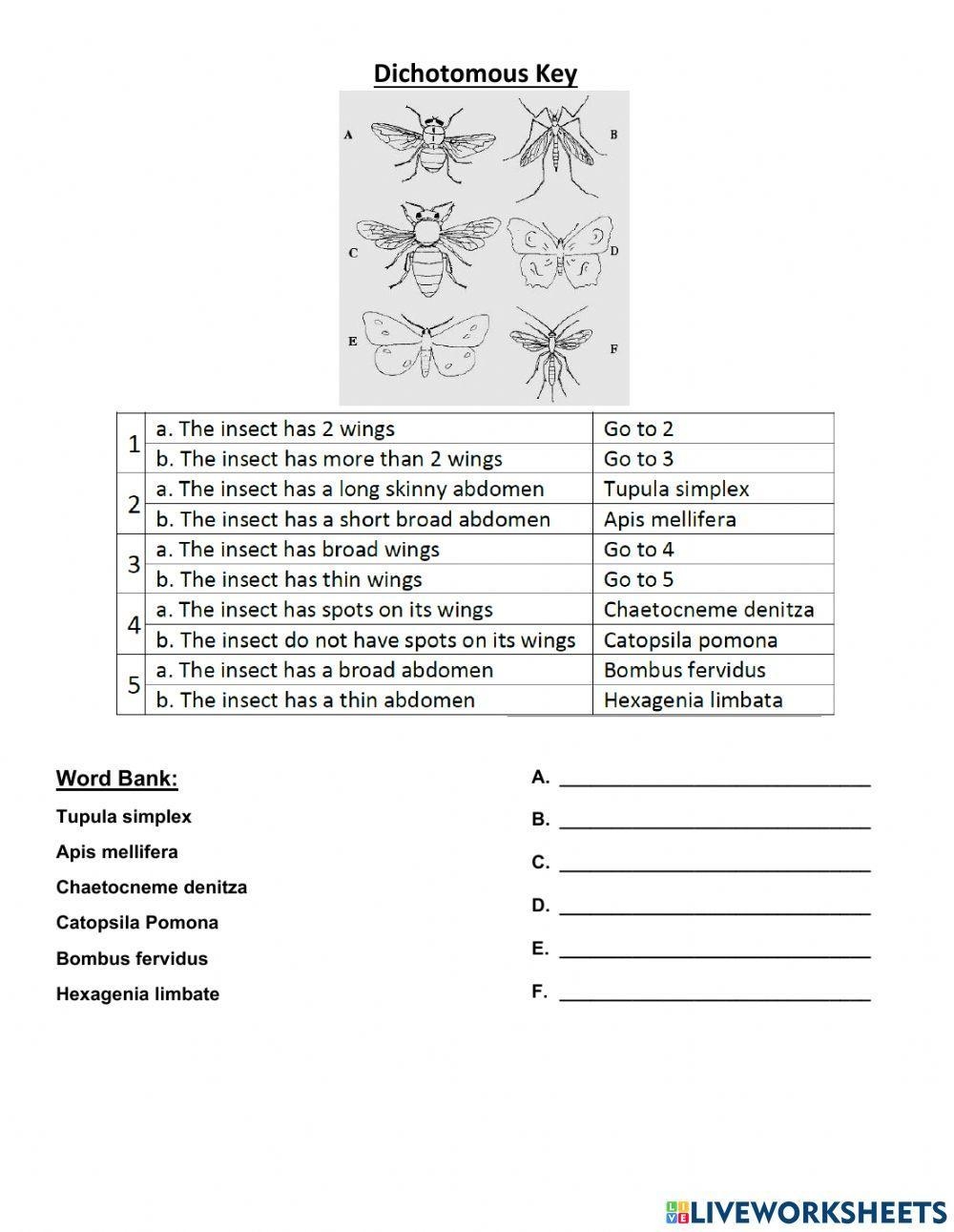 Free Dichotomous Keys Worksheet Download Free Dichotomous Keys Worksheet Png Images Free Worksheets On Clipart Library Free Dichotomous Keys Worksheet Download Free Dichotomous Keys Worksheet Png Images Free Worksheets On Clipart Library