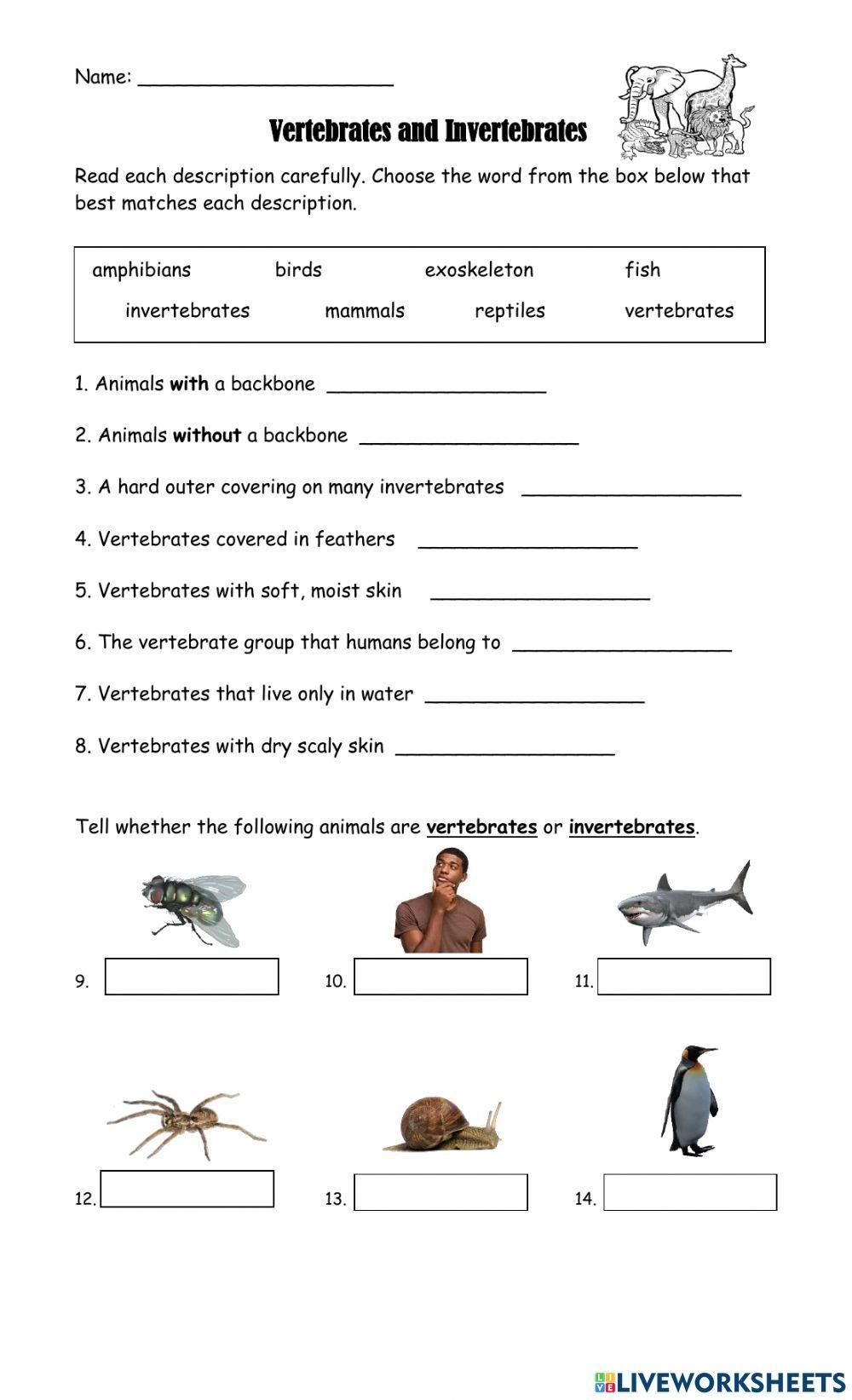 Free Free Printable Worksheet On Vertebrates And Invertebrates Download Free Free Printable Worksheet On Vertebrates And Invertebrates Png Images Free Worksheets On Clipart Library Vertebrate Invertebrate English ESL Worksheets For Distance 44 OFF Worksheets Library