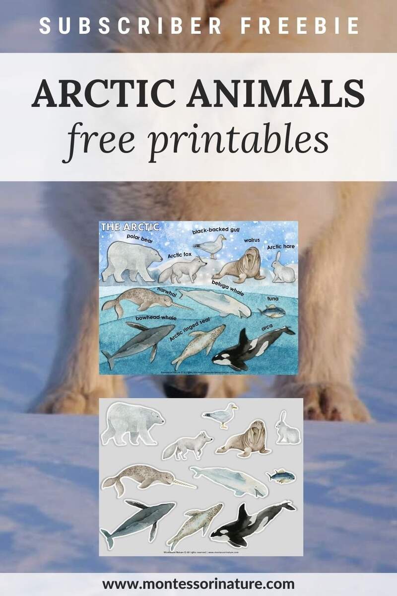 Free Printable Arctic Animals Montessori Nature