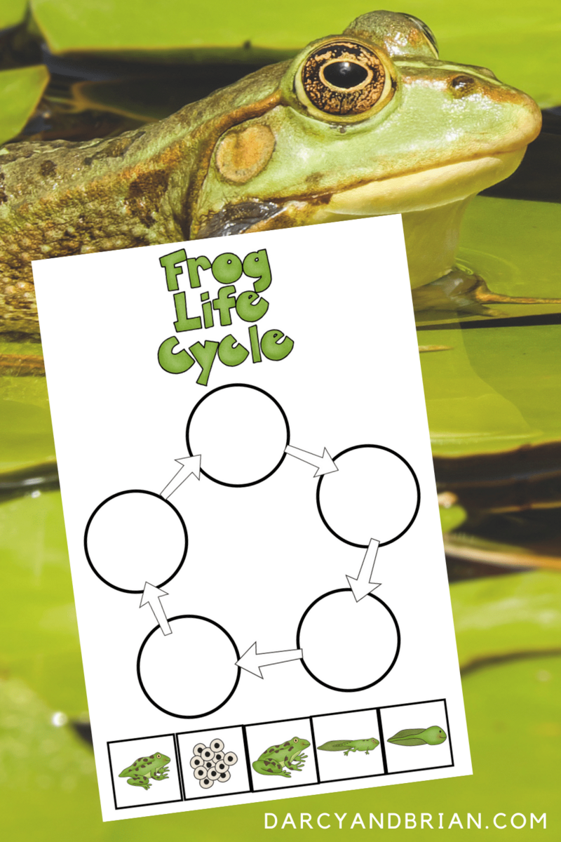 Frog Life Cycle Printable And Activities For Hands On Science Lessons