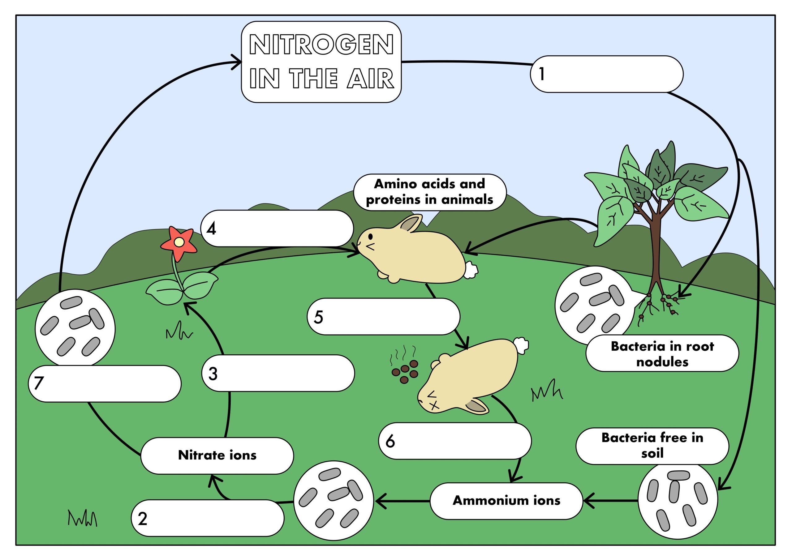 GCSE Biology The Nitrogen Cycle Teaching Resources Nitrogen Cycle Worksheet Worksheets Library