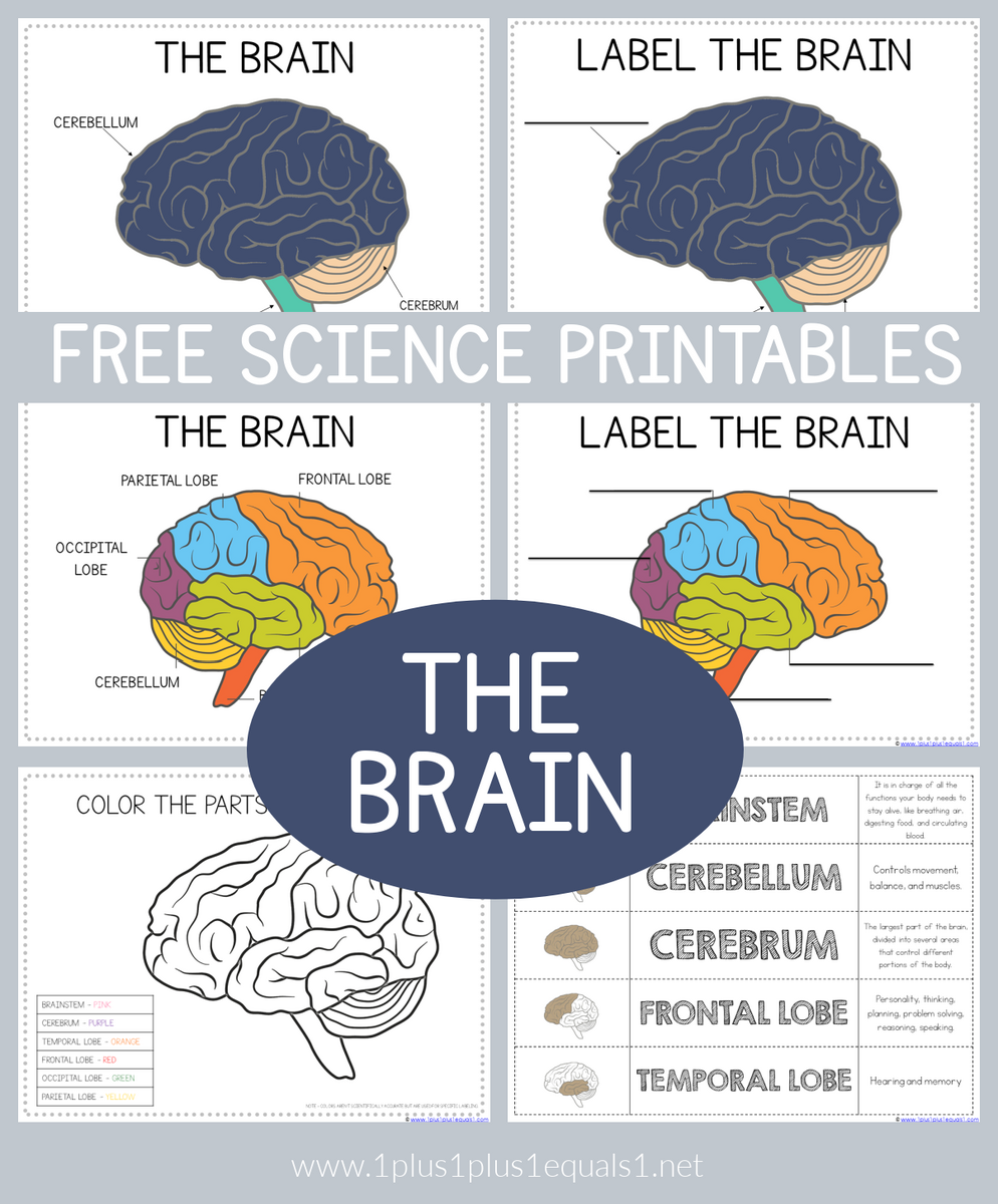 Life Science Printables Parts Of The Brain Worksheets 1 1 1 1 Life Science Printables Parts Of The Brain Worksheets 1 1 1 1