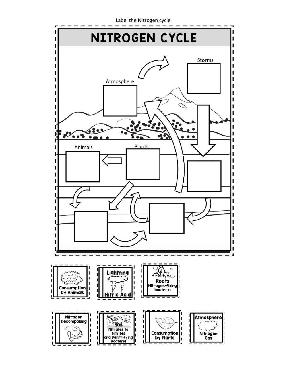 Nitrogen Cycle Worksheet Worksheets Library Nitrogen Cycle Worksheet Worksheets Library