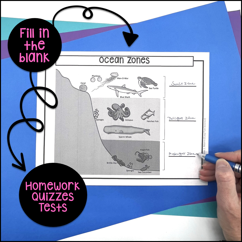Ocean Zones Diagram Made By Teachers