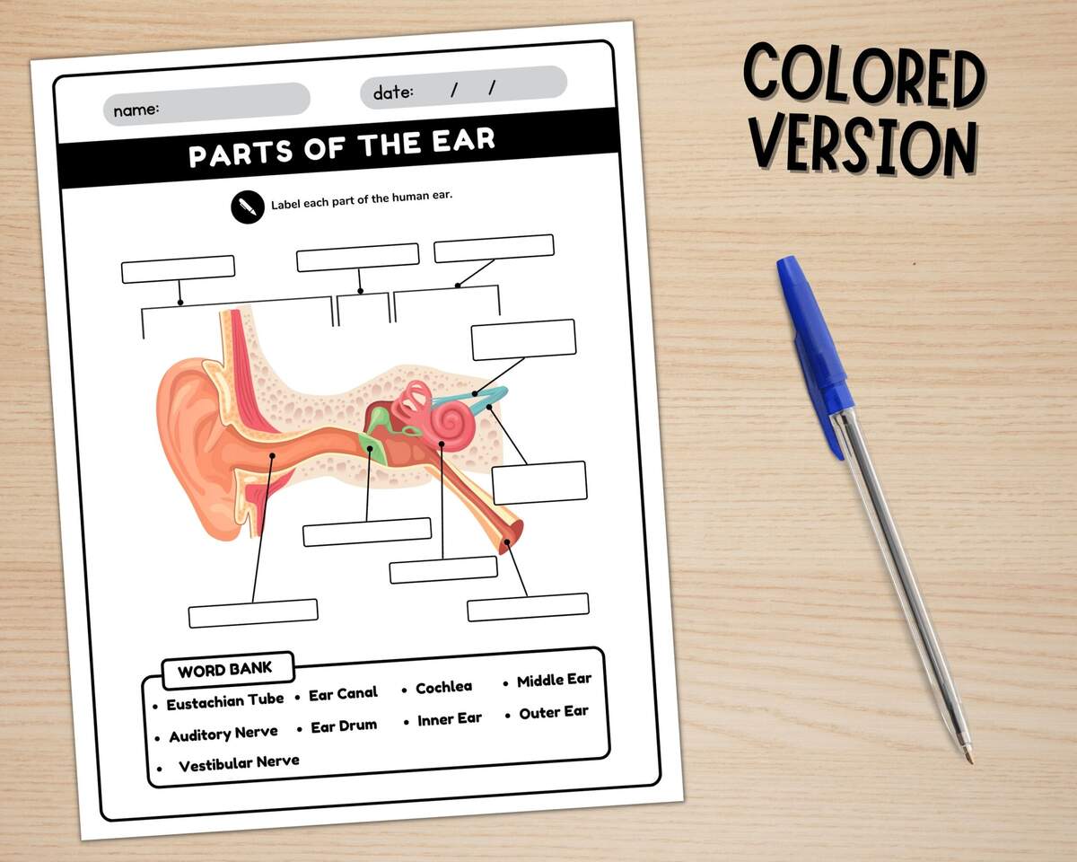Parts Of The Ear Diagram Worksheet Anatomy Of The Ear Ear Anatomy Labeling Worksheet Instant Download Printable PDF Etsy Israel Parts Of The Ear Diagram Worksheet Anatomy Of The Ear Ear Anatomy Labeling Worksheet Instant Download Printable PDF Etsy Israel