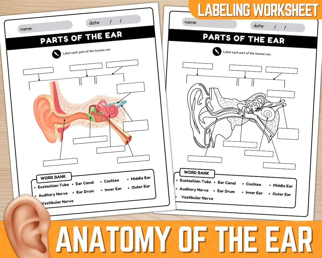 Parts Of The Ear Diagram Worksheet Anatomy Of The Ear Ear Anatomy Labeling Worksheet Instant Download Printable PDF Etsy Israel