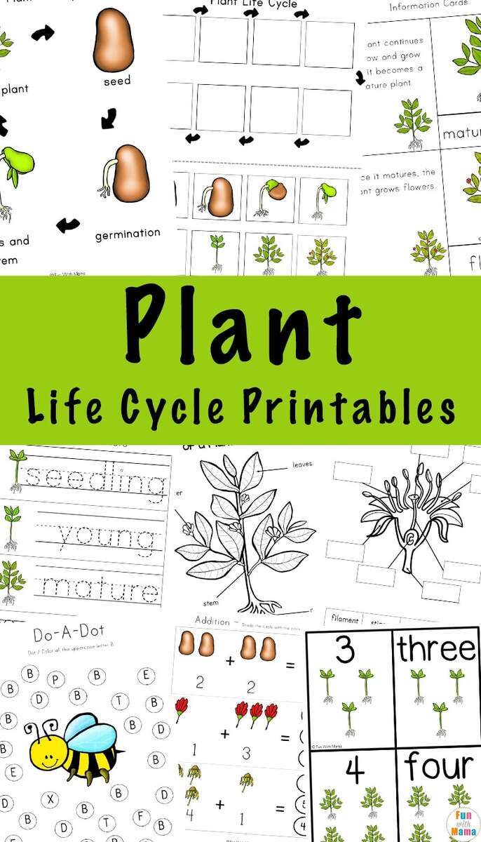 Plant Life Cycle Learning Pack Fun With Mama Plant Life Cycle Learning Pack Fun With Mama