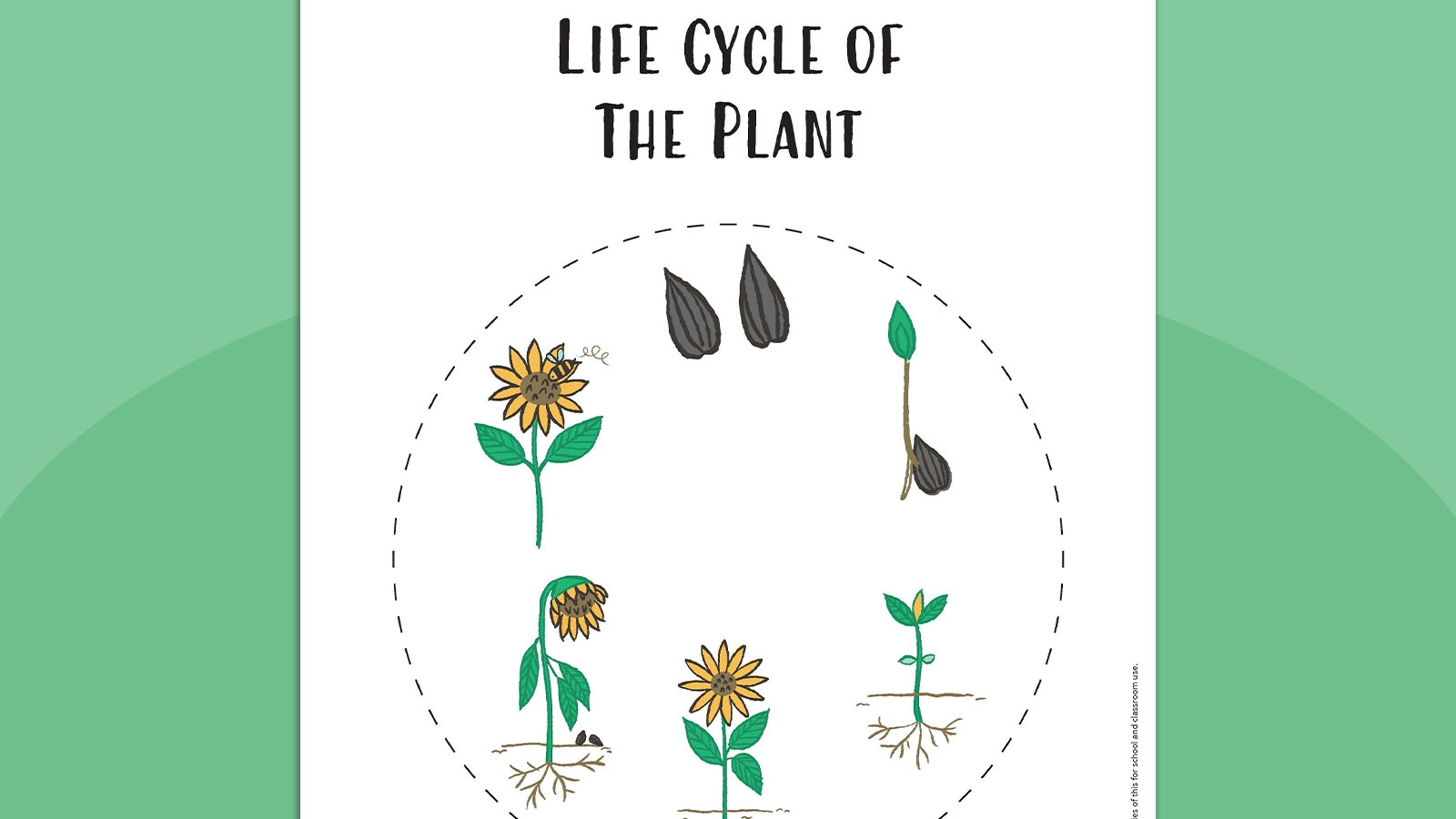 Plant Life Cycle Worksheet Bundle Free Printables Plant Life Cycle Worksheet Bundle Free Printables
