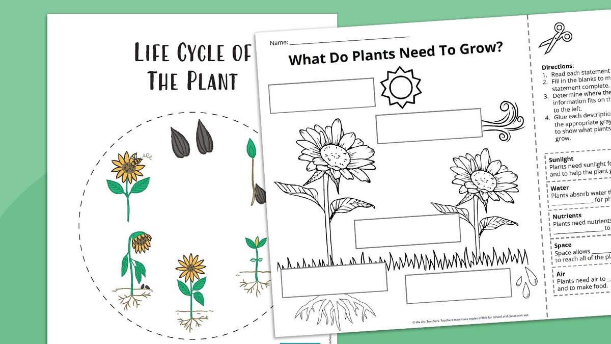 Plant Life Cycle Free Worksheet SKOOLGO