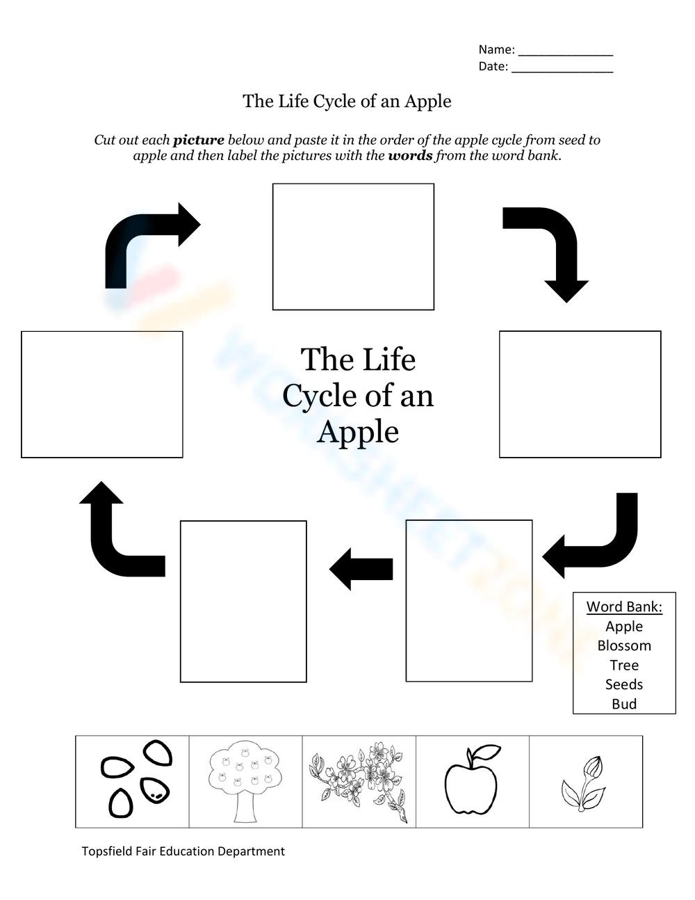 Printable 5th Grade Apple Life Cycle Worksheets Download
