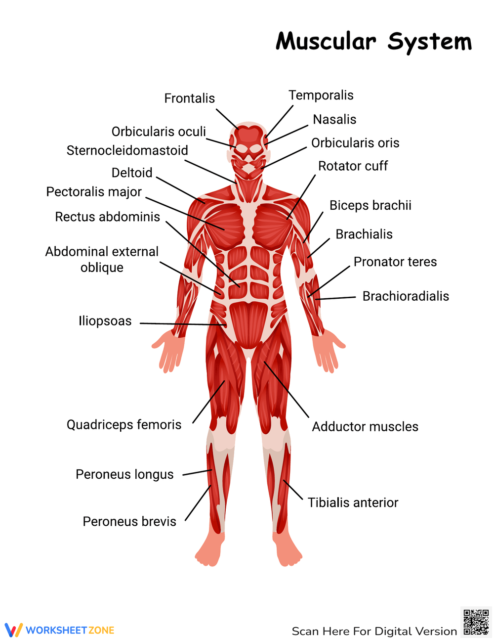 Printable 5th Grade Muscular System Worksheets