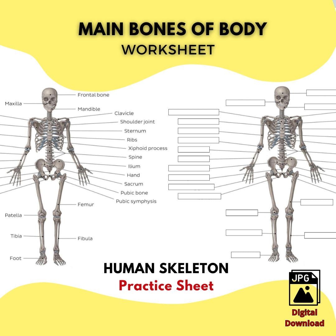 Human Skeleton Worksheet Vector Illustration VectorMine