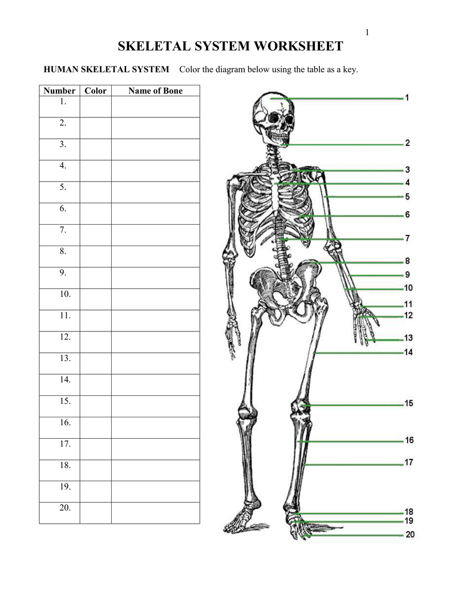 Skeletal System Worksheet Anatomy Bone Functions