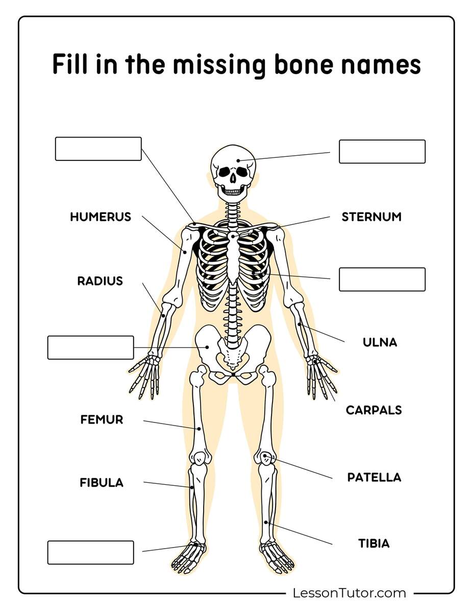 Human Anatomy Worksheets And Study Guides