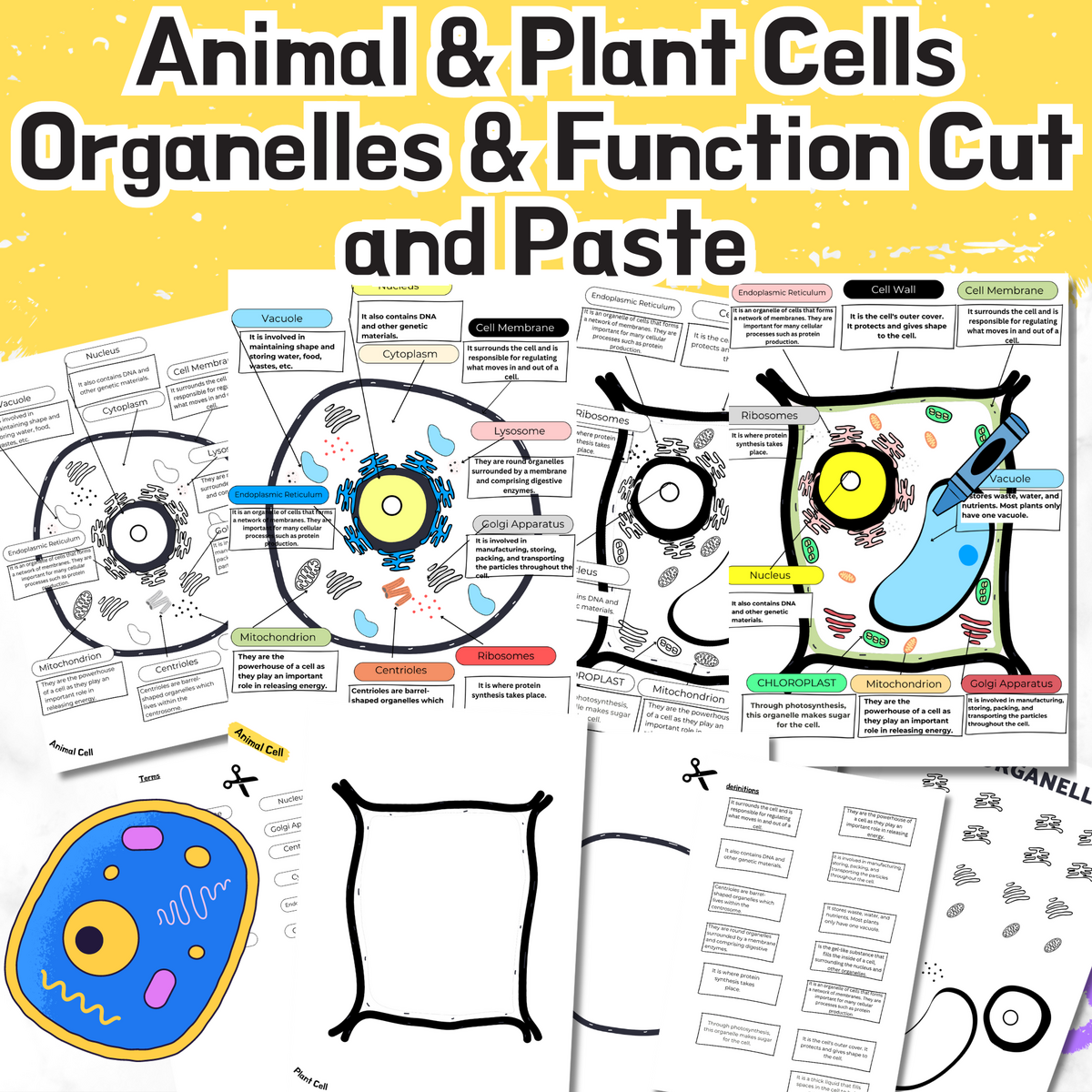 The Human Body Systems Digestive Circulatory Respiratory Nervous Systems Anatomy WORKSHEETS POSTERS Made By Teachers