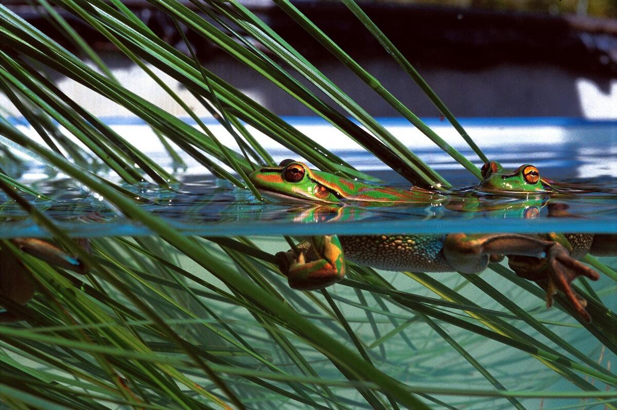 The Truth About Tadpoles And Frogs New Zealand Geographic