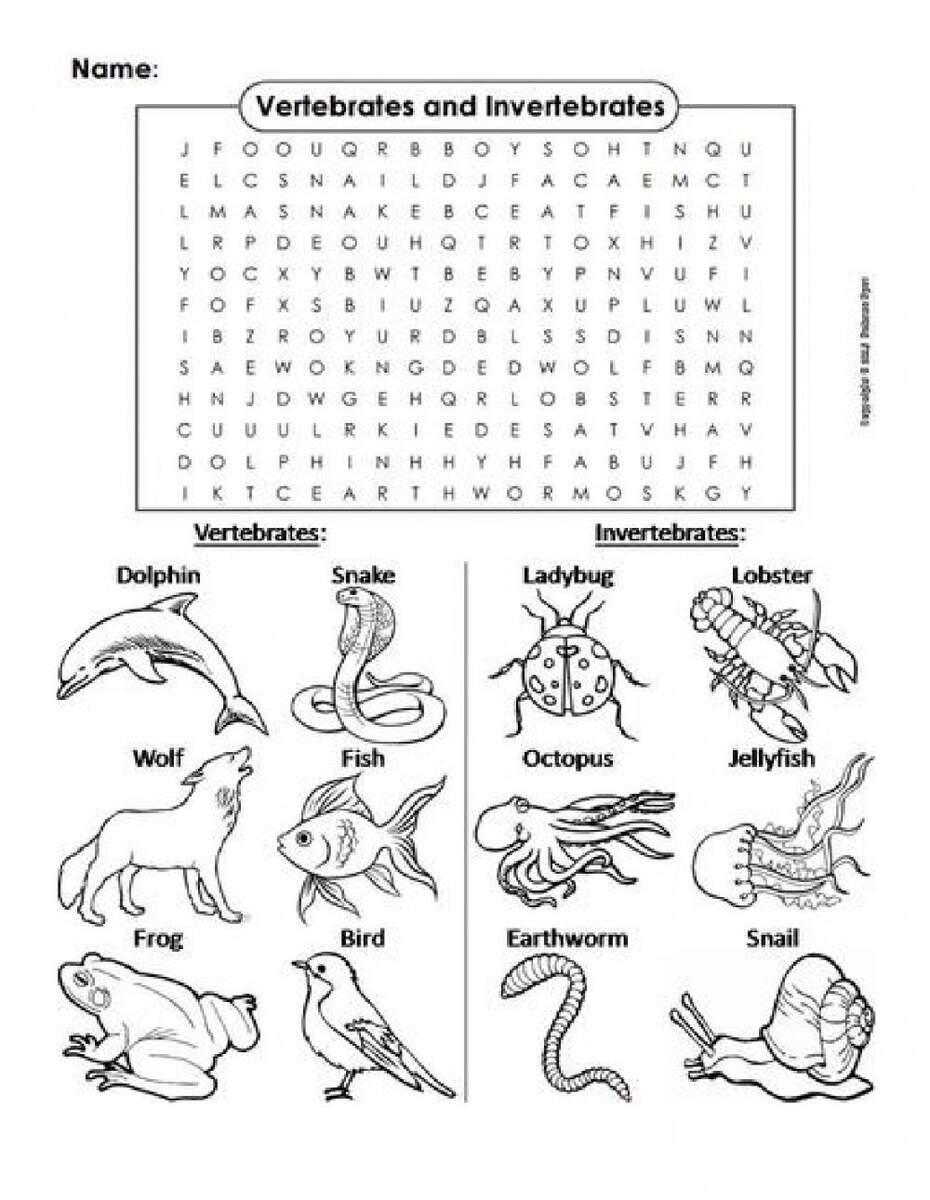 Vertebrates And Invertebrates Animals Worksheet Vertebrates And Invertebrates Animals Worksheet